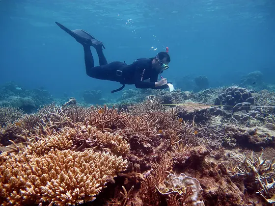Snorkeling di terumbu karang dangkal Karimunjawa